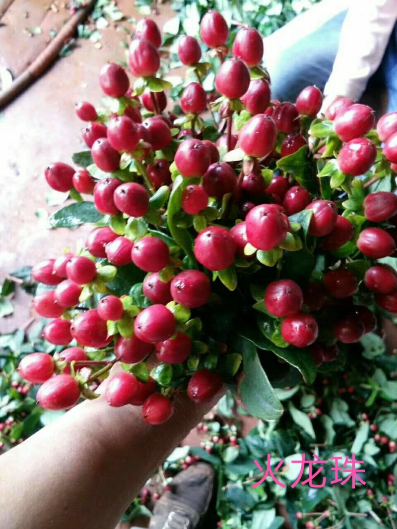 鲜切花苗，基地供应植物火龙珠种苗昆明斗南基地直发