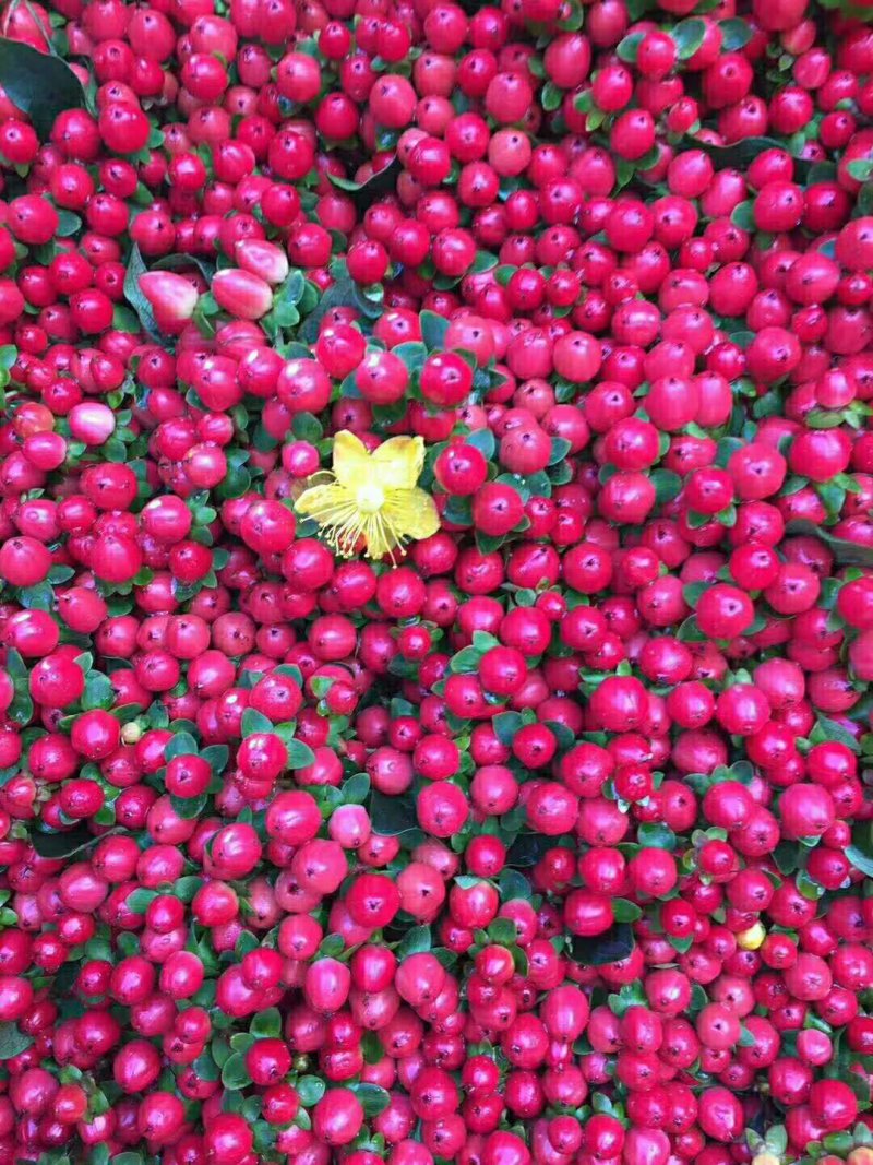 鲜切花苗，基地供应植物火龙珠种苗昆明斗南基地直发