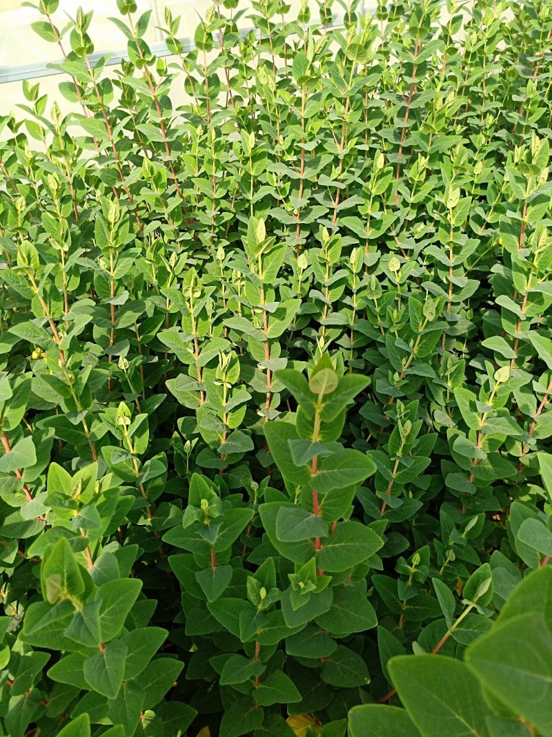 鲜切花苗，基地供应植物火龙珠种苗昆明斗南基地直发