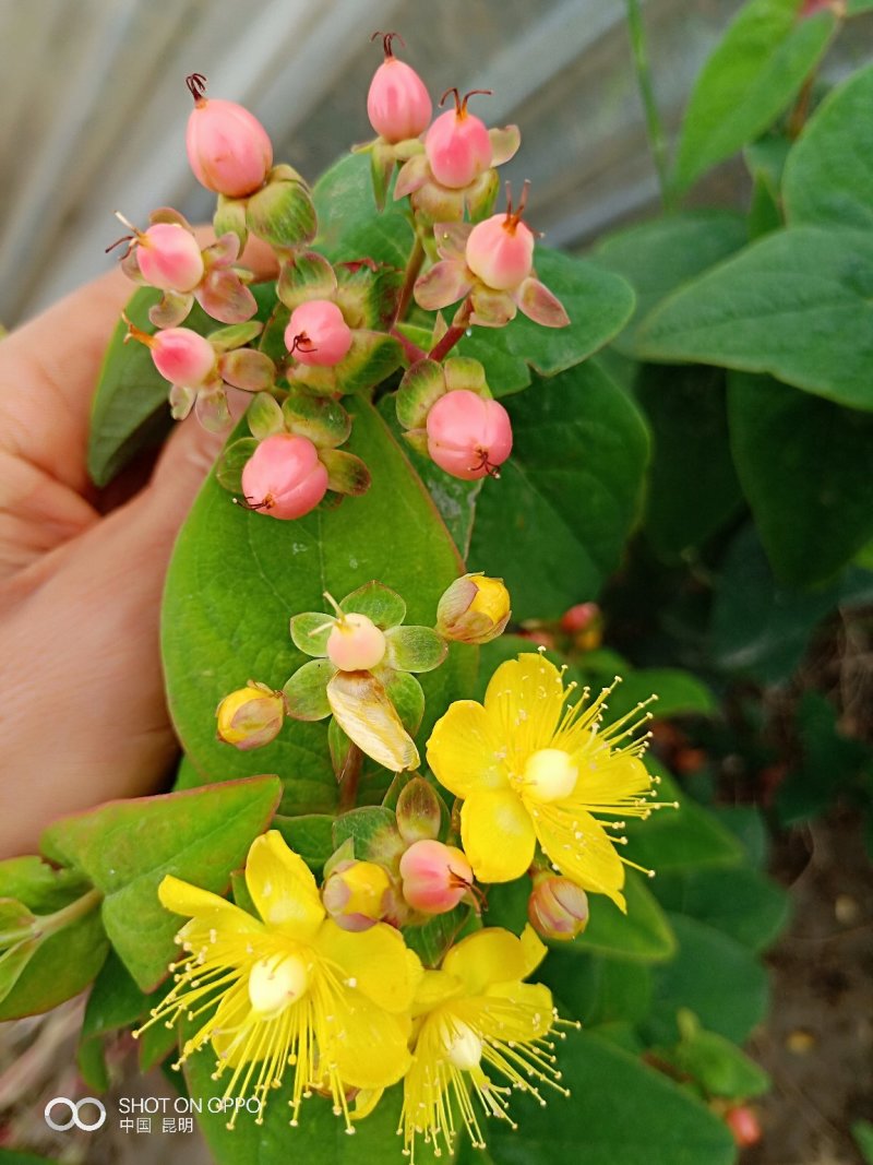鲜切花苗，基地供应植物火龙珠种苗昆明斗南基地直发