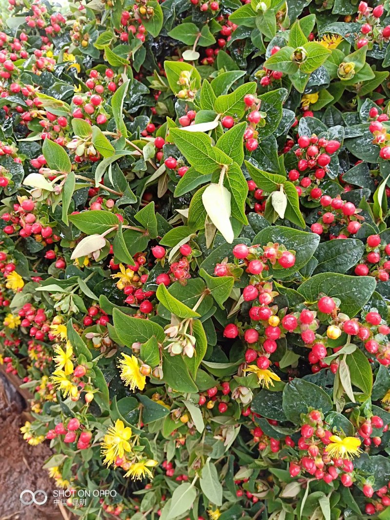 鲜切花苗，基地供应植物火龙珠种苗昆明斗南基地直发
