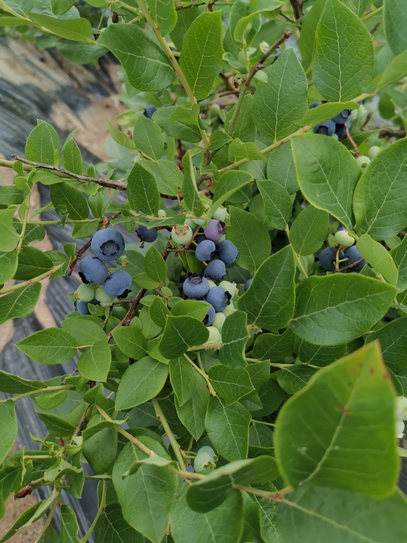 【荐】吉林集安向阳北陆蓝莓，地理位置独特，种植的蓝莓特别甜