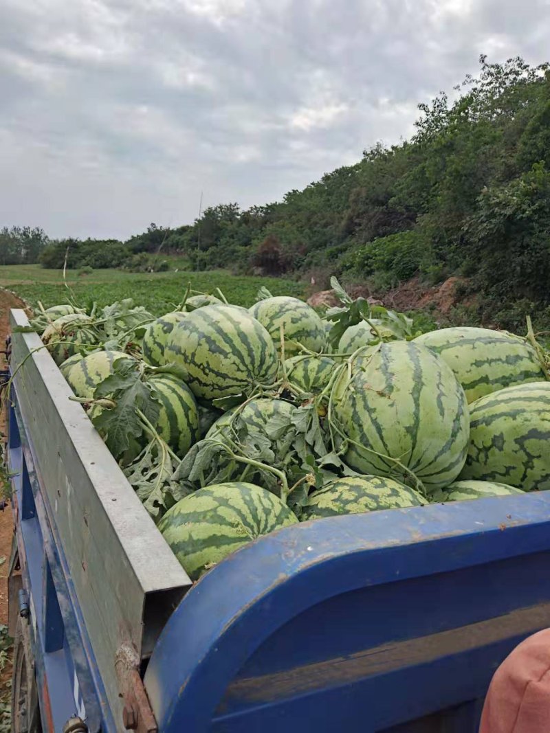 宁夏硒砂瓜，金花，金城，露天头茬瓜，产地直销，可视频看货。