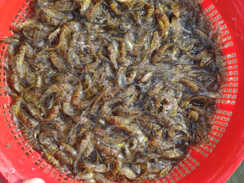 黄颡鱼苗黄辣丁鱼苗黄骨鱼苗水花苗规格均匀