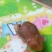 鸡宝