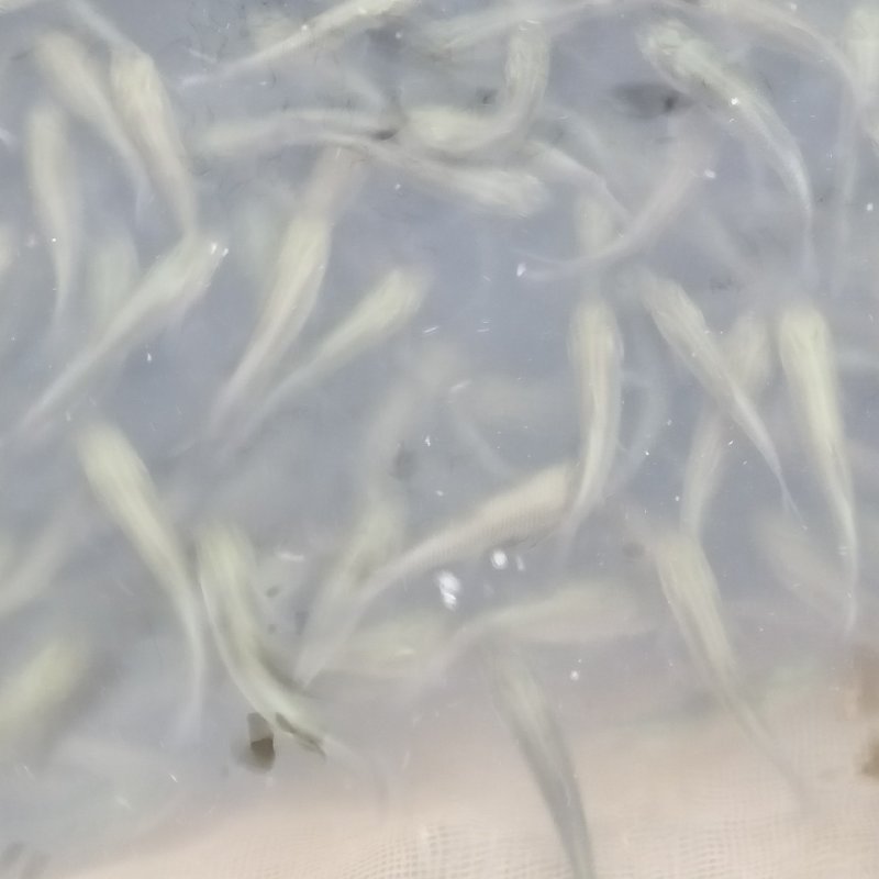 草鱼苗各种规格齐全，量大价优，