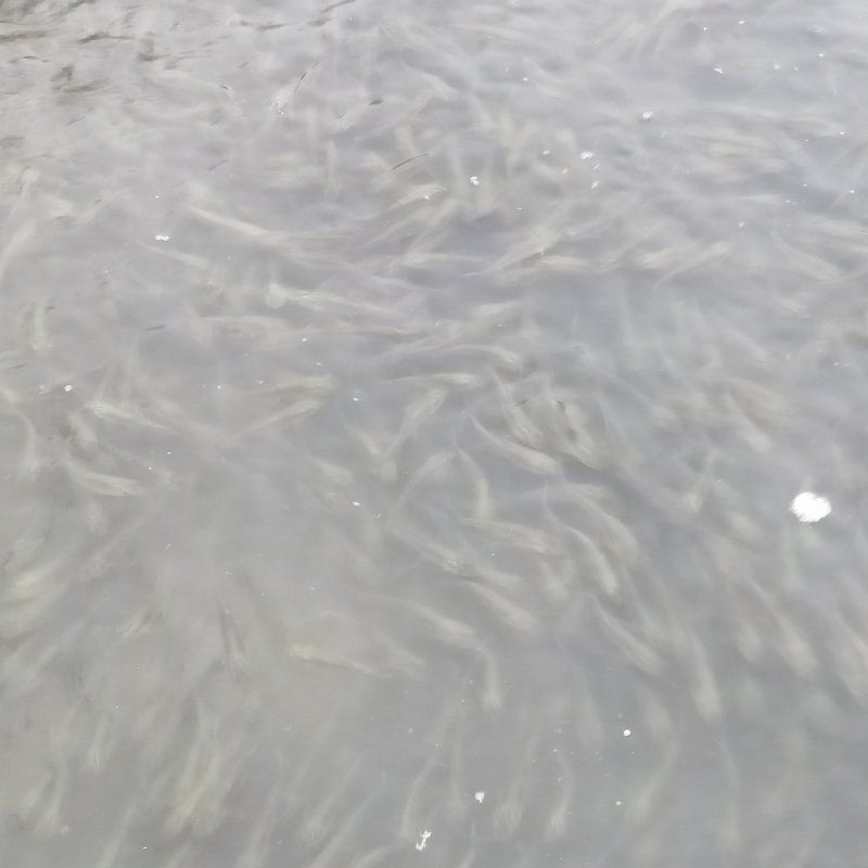 草鱼苗各种规格齐全，量大价优，