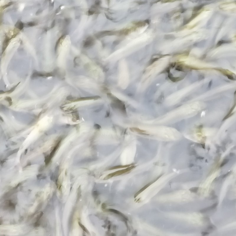 草鱼苗各种规格齐全，量大价优，