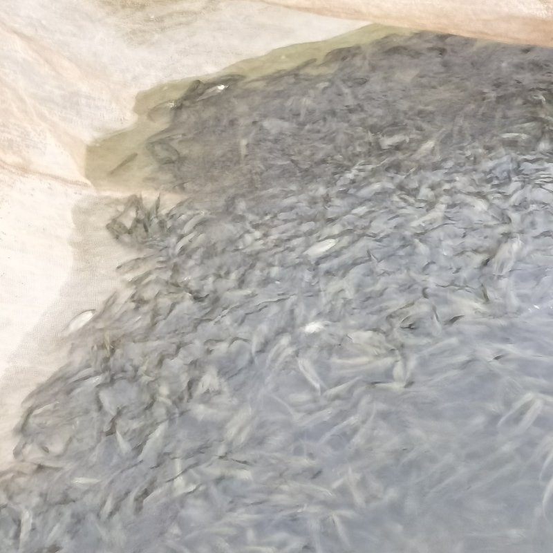草鱼苗各种规格齐全，量大价优，