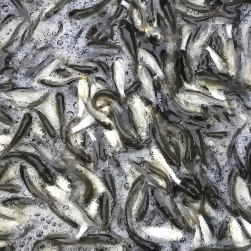 草鱼苗各种规格齐全，量大价优，