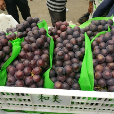 产地直销乒乓球，夏黑，有需要的客商联系