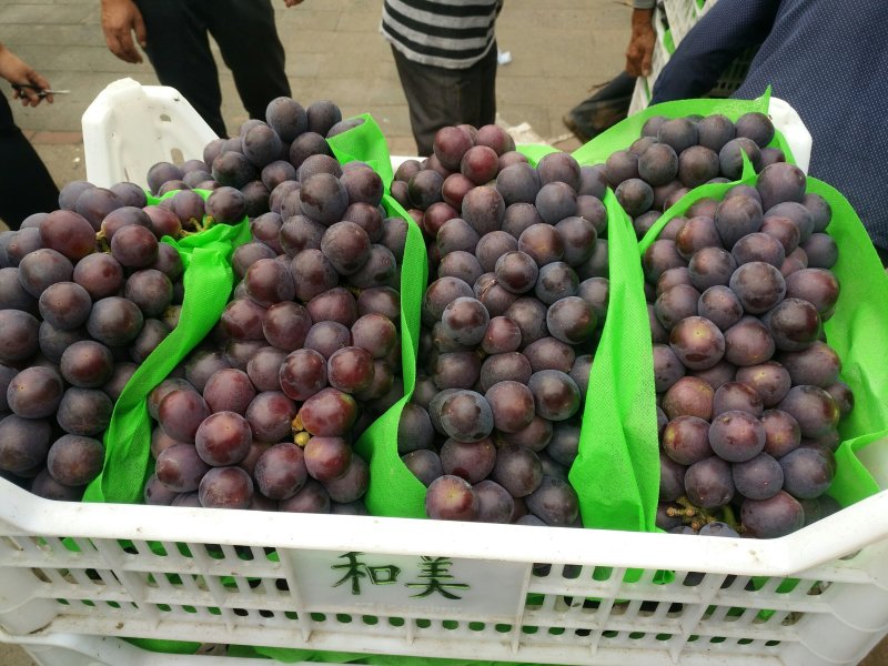 产地直销乒乓球，夏黑，有需要的客商联系