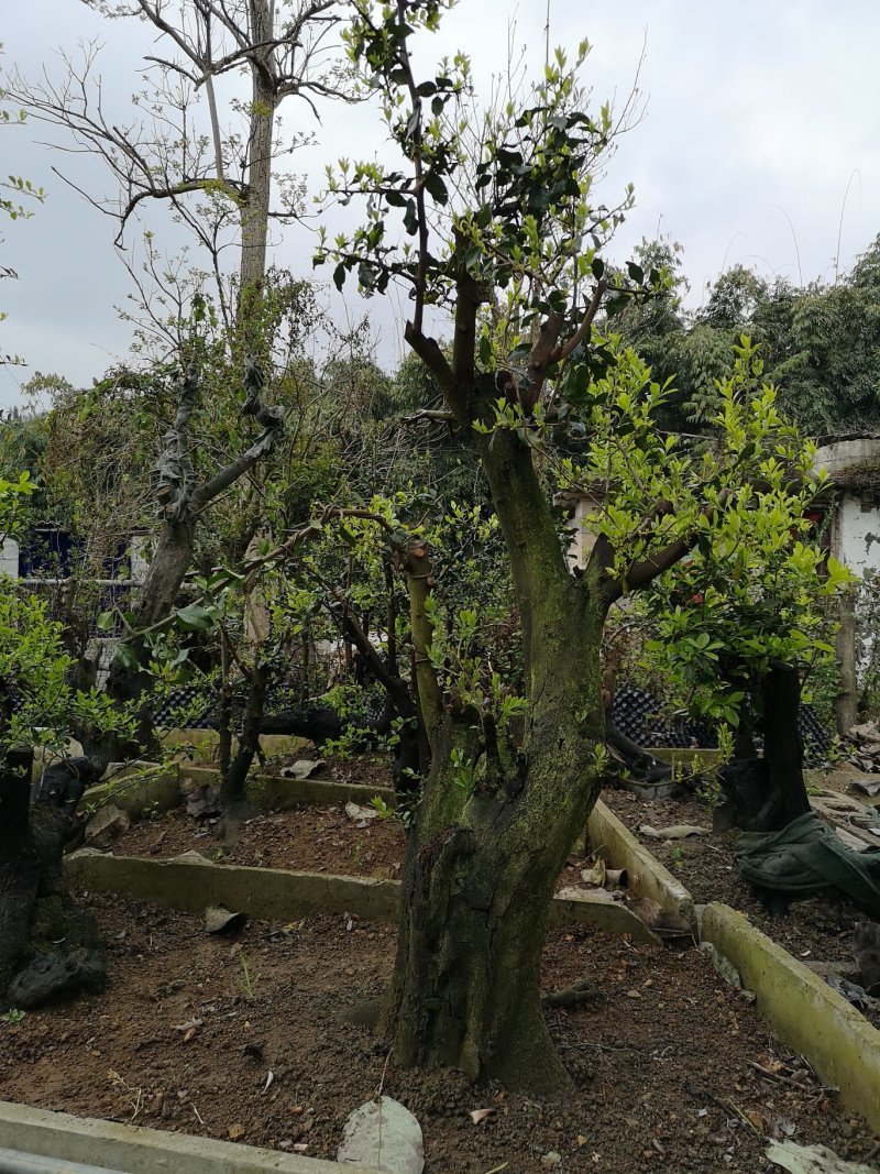 盆景盆花