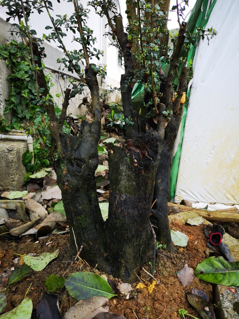 盆景盆花