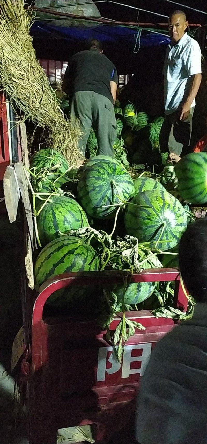 西瓜湖北西瓜京欣地雷瓜砂地种植瓤红甜度高耐储运，全国代发