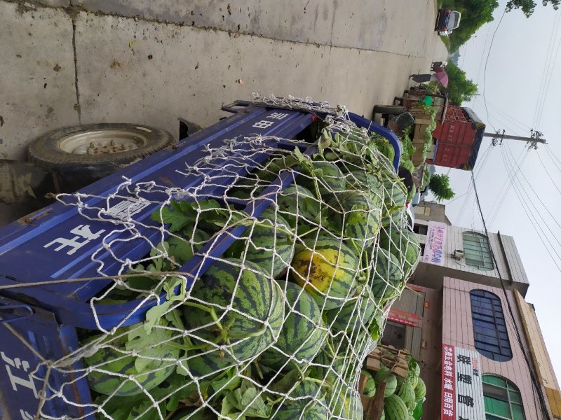 西瓜湖北西瓜京欣地雷瓜砂地种植瓤红甜度高耐储运，全国代发