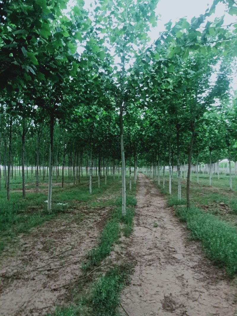 法桐8至15公分