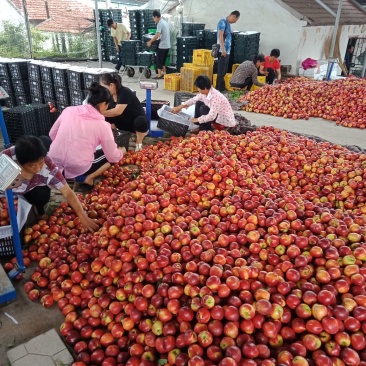 山东油桃潍坊青州郑母9602甜油桃大量上市