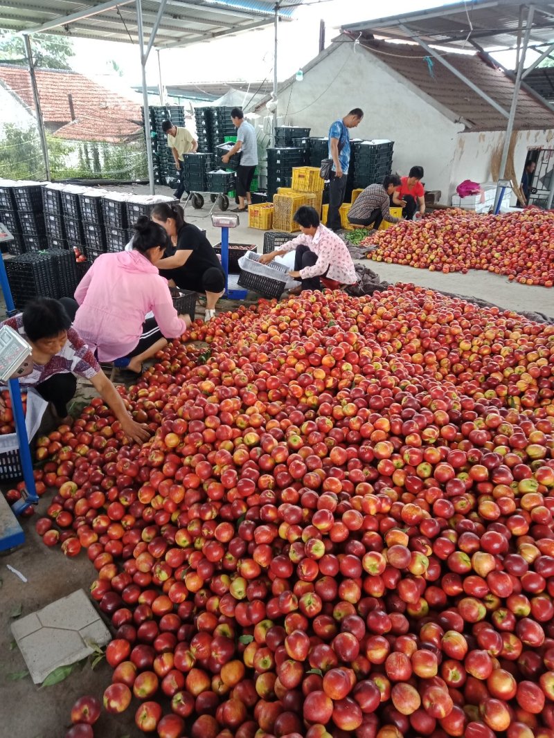 山东油桃潍坊青州郑母9602甜油桃大量上市