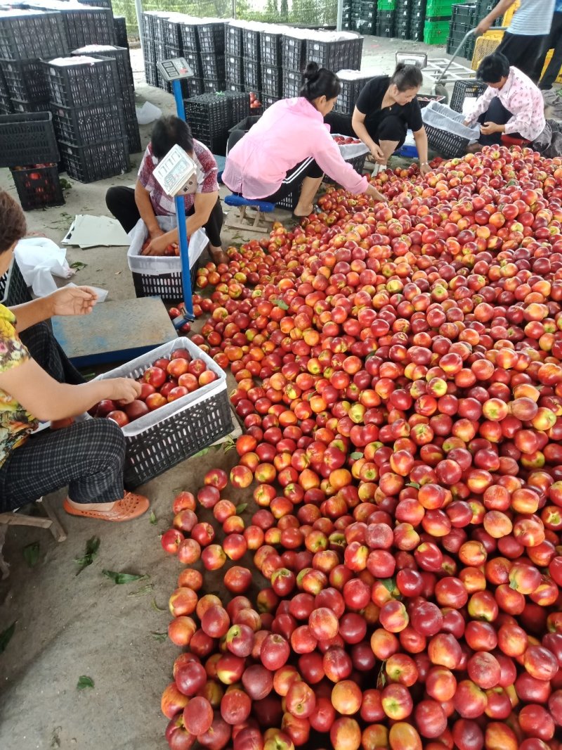 山东油桃潍坊青州郑母9602甜油桃大量上市