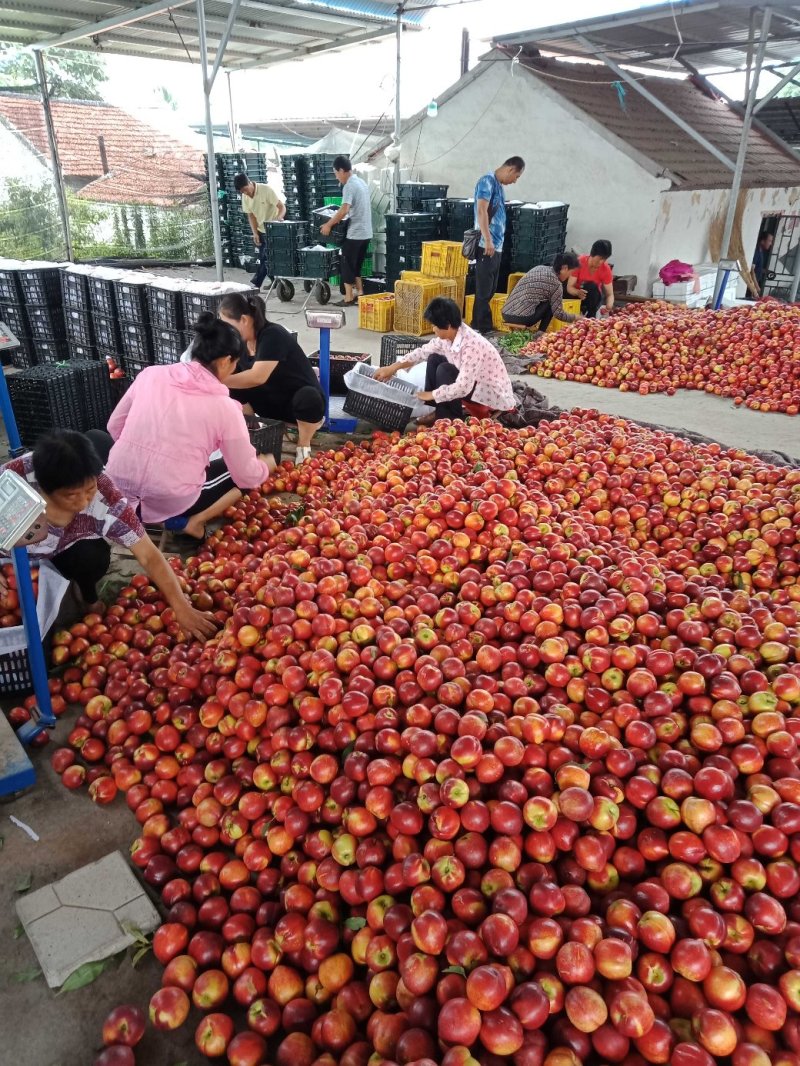 山东油桃潍坊青州郑母9602甜油桃大量上市