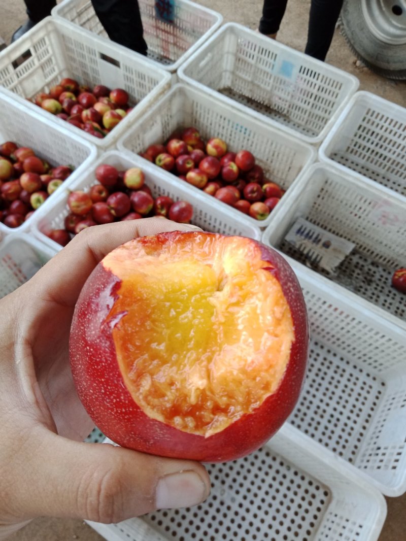 山东油桃潍坊青州郑母9602甜油桃大量上市