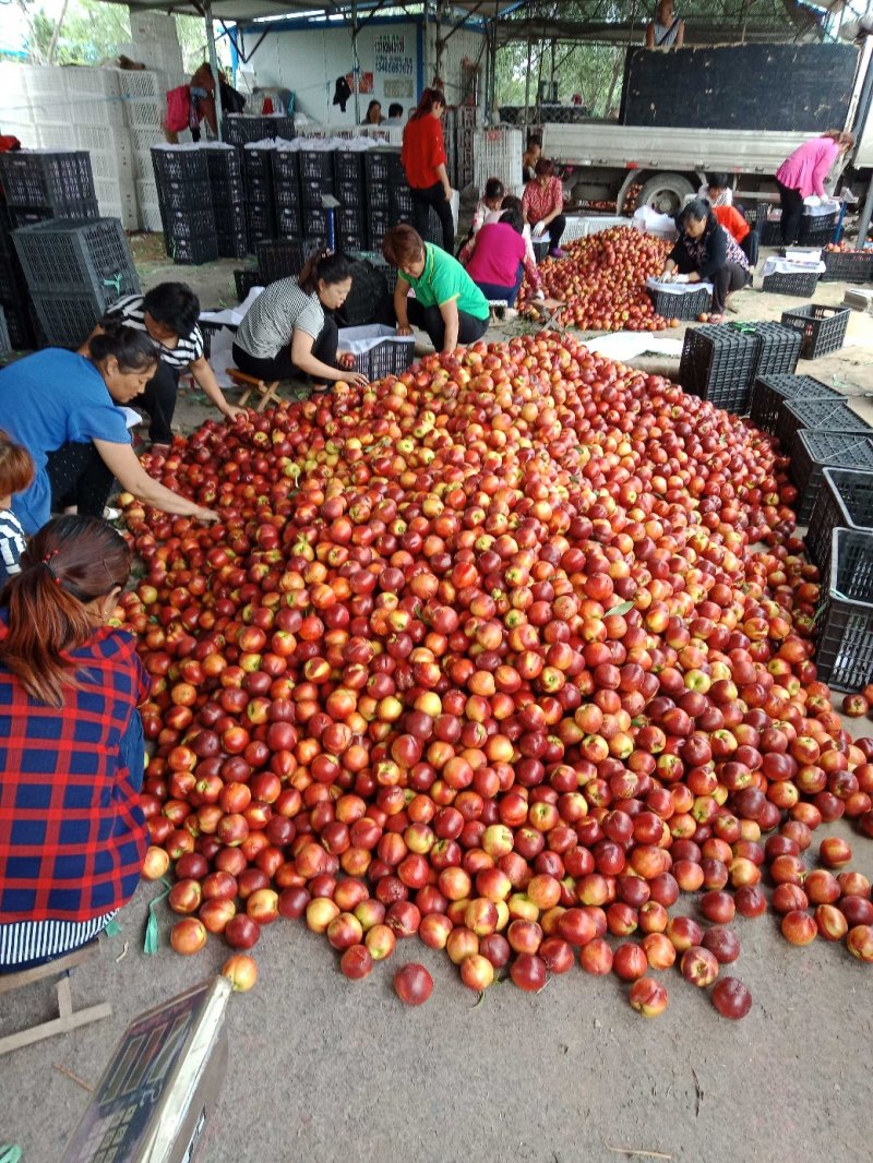 山东油桃潍坊青州郑母9602甜油桃大量上市