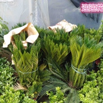 铁树盆栽铁树苗耐寒铁树盆景盆栽苗子四季常青苏铁好