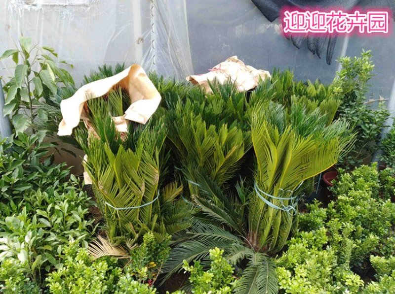 铁树盆栽铁树苗耐寒铁树盆景盆栽苗子四季常青苏铁好