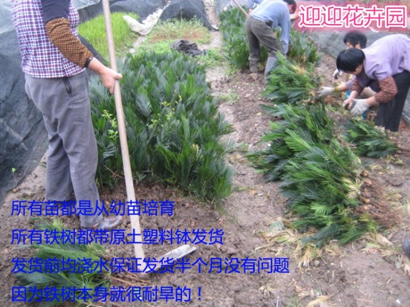 铁树盆栽铁树苗耐寒铁树盆景盆栽苗子四季常青苏铁好