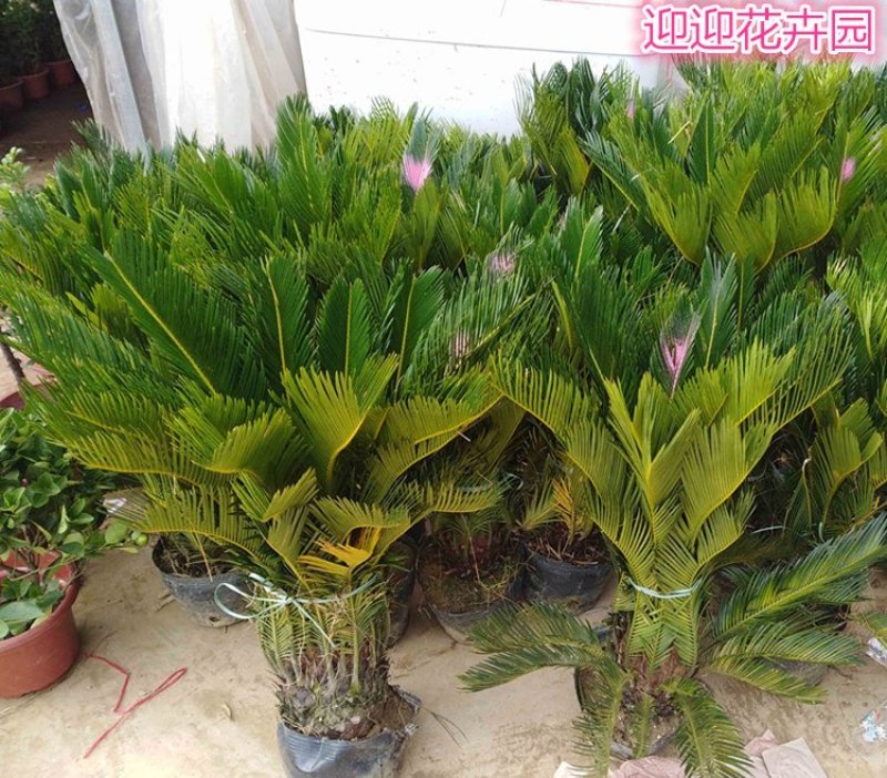 铁树盆栽铁树苗耐寒铁树盆景盆栽苗子四季常青苏铁好