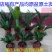 铁树盆栽铁树苗耐寒铁树盆景盆栽苗子四季常青苏铁好