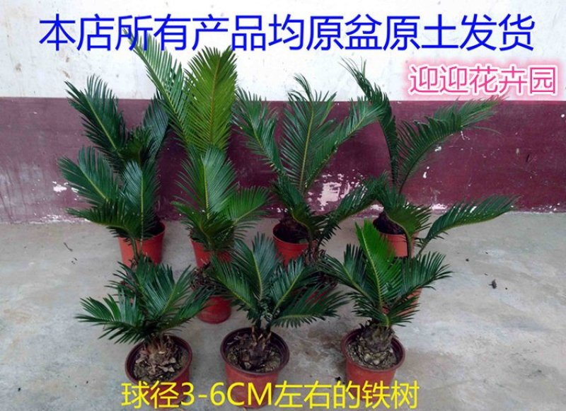铁树盆栽铁树苗耐寒铁树盆景盆栽苗子四季常青苏铁好