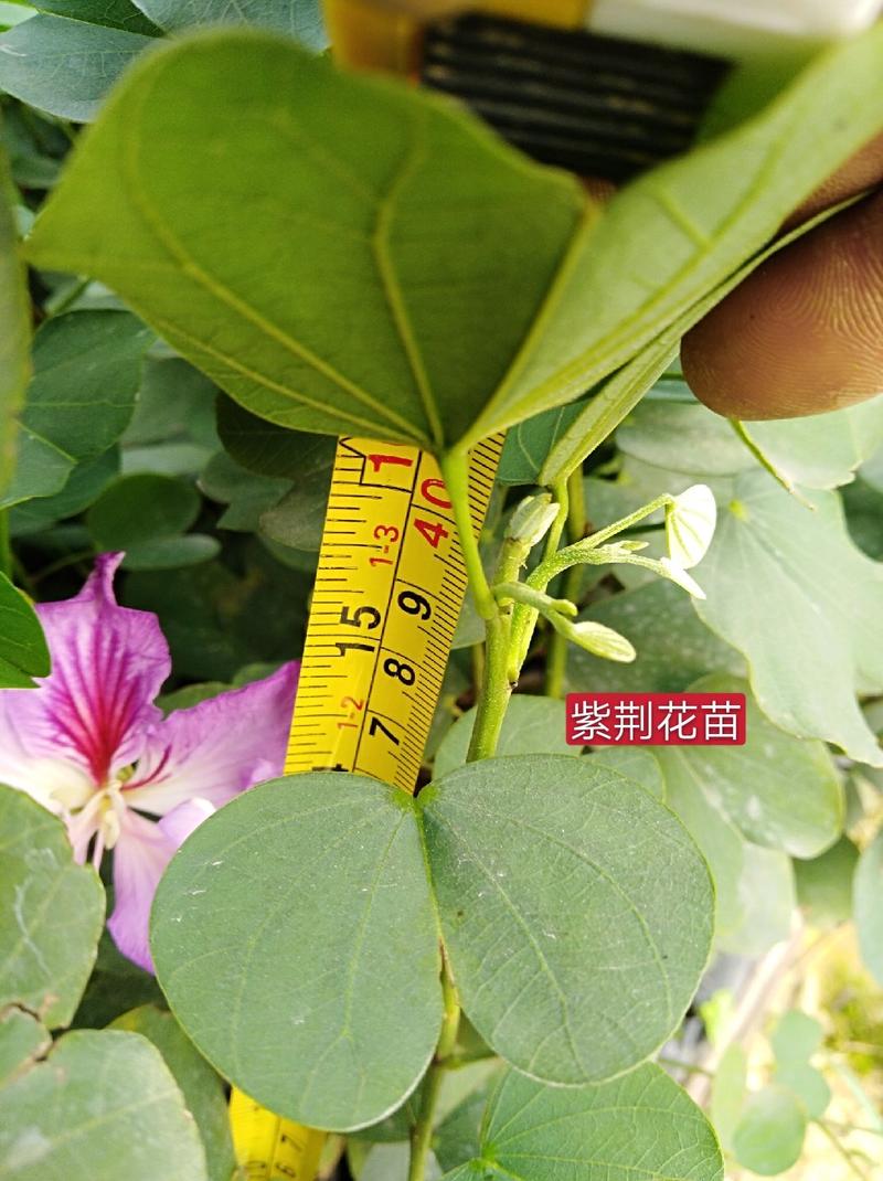 嘉宝果小苗树苗，树葡萄树苗热卖欢迎来到广东广州绿化树苗造