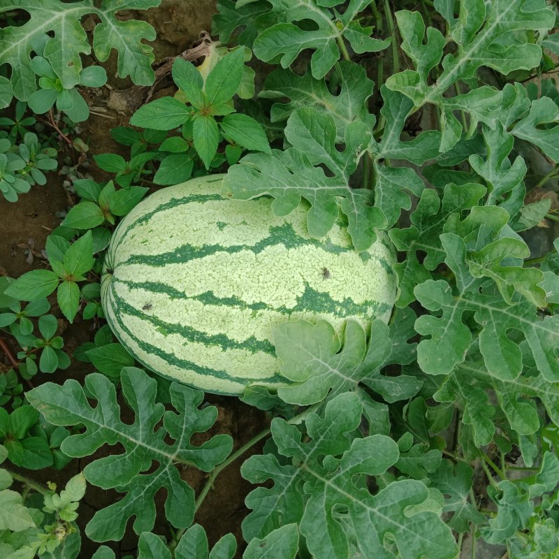 湖北西瓜有金花6号，金城五号，美都，万亩基地，欢迎采购