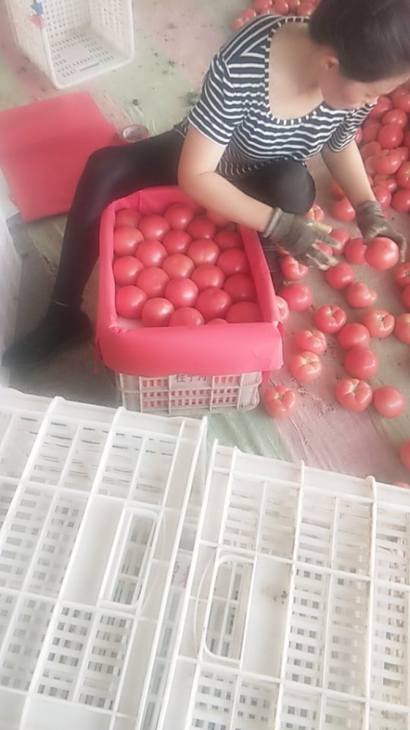 硬粉西红柿大量上市