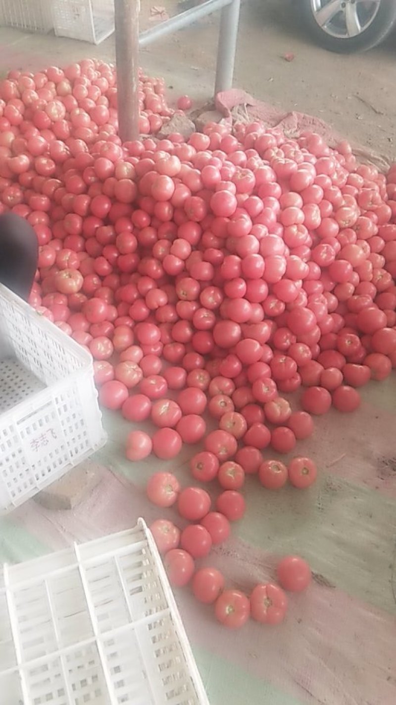 硬粉西红柿大量上市