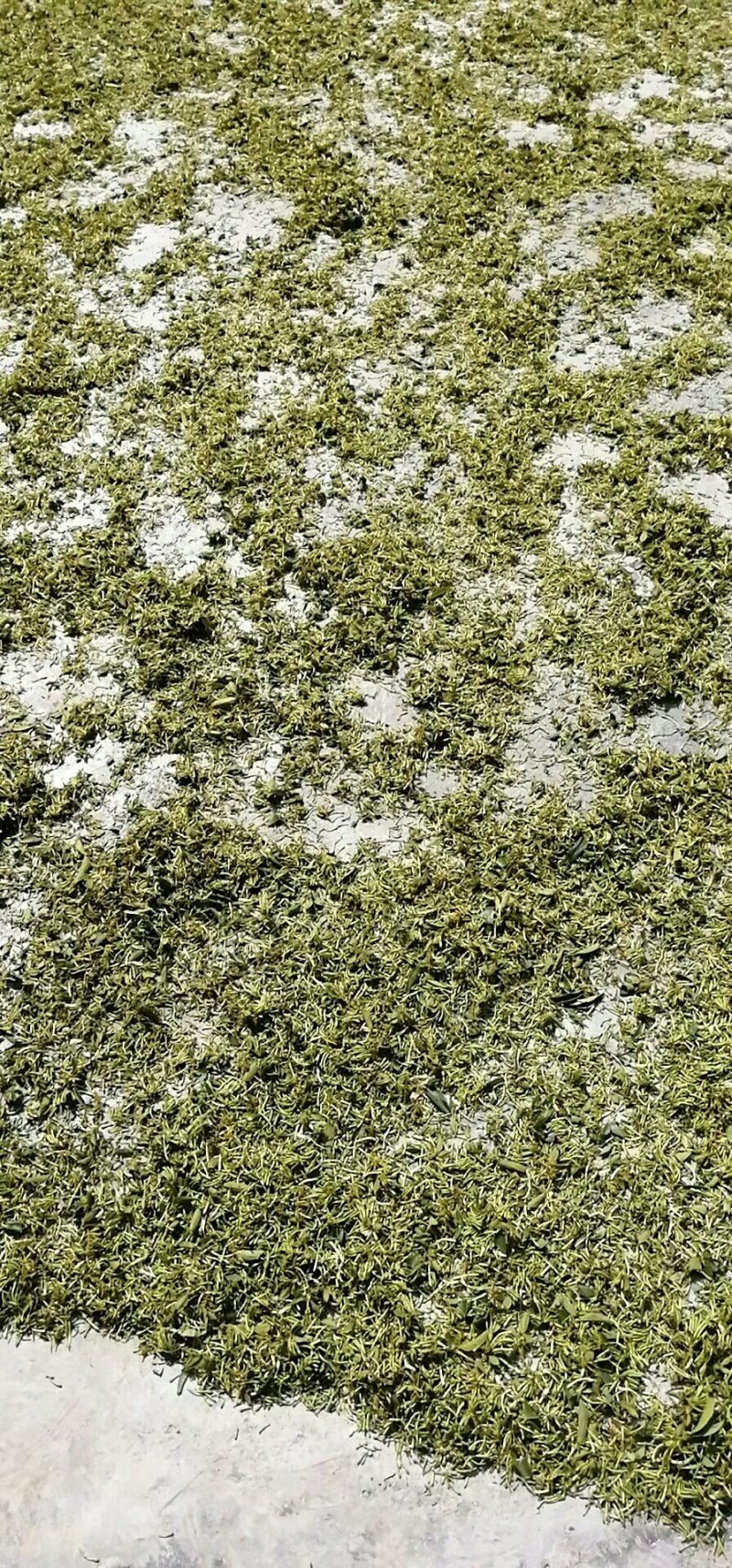 山银花，