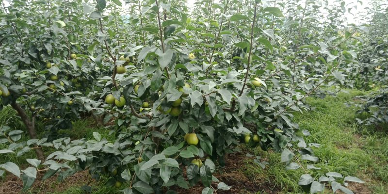 翠冠梨，有五十万斤出售，