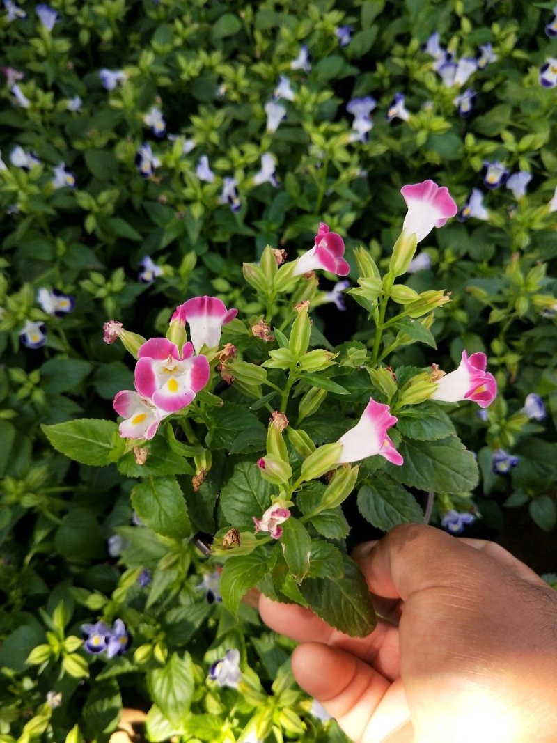 夏堇花优质夏瑾花产地直发欢迎实地看货