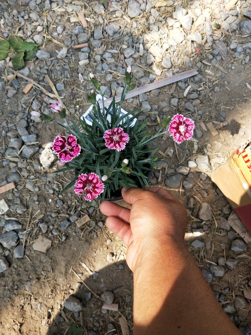 彩虹石竹优质石竹产地直发欢迎实地看货
