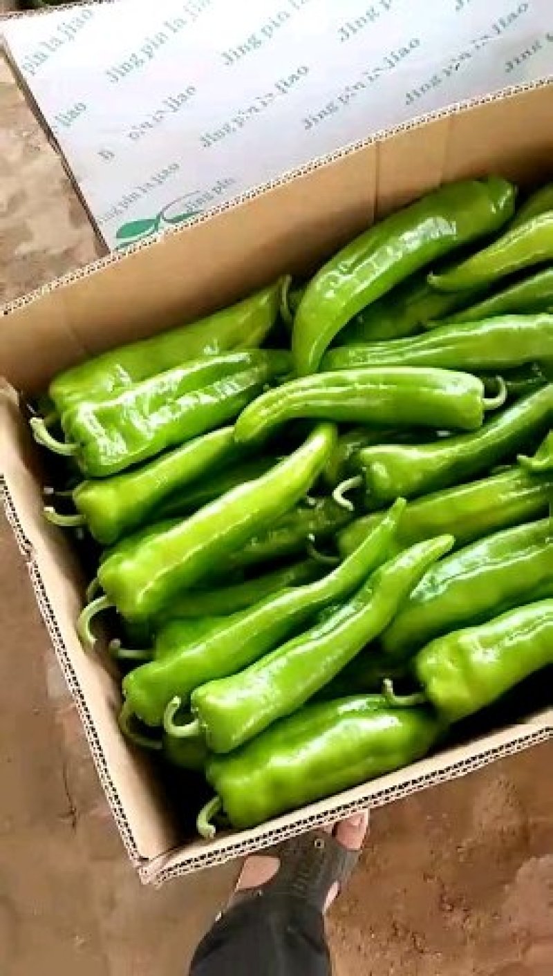 陕西定边螺丝椒大量上市啦，价格合理，质量上乘，货发全国