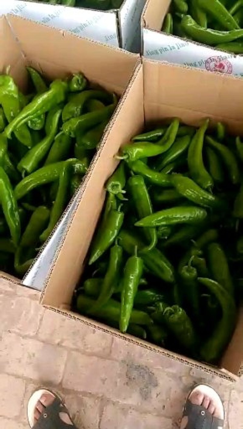 陕西定边螺丝椒大量上市啦，价格合理，质量上乘，货发全国