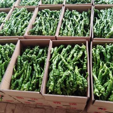 陕西定边螺丝椒大量上市啦，价格合理，质量上乘，货发全国