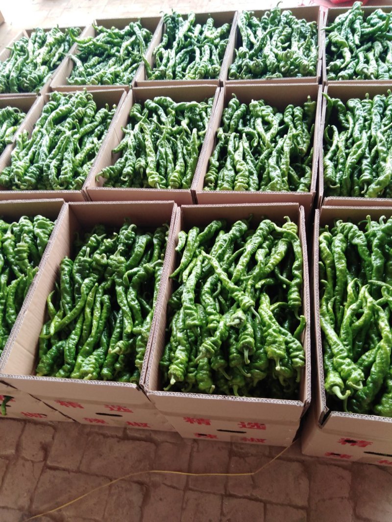陕西定边螺丝椒大量上市啦，价格合理，质量上乘，货发全国
