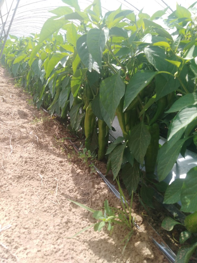 陕西定边螺丝椒大量上市啦，价格合理，质量上乘，货发全国