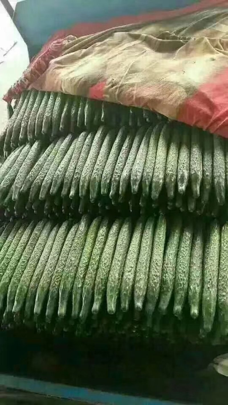 黄瓜产地直销干花密刺