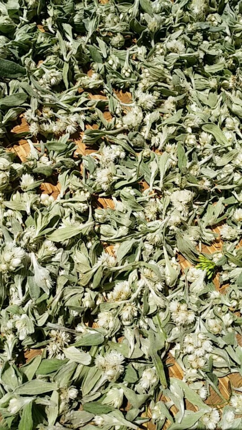 野菊花！清热解毒！夏天吃了更巴适！数量不多！