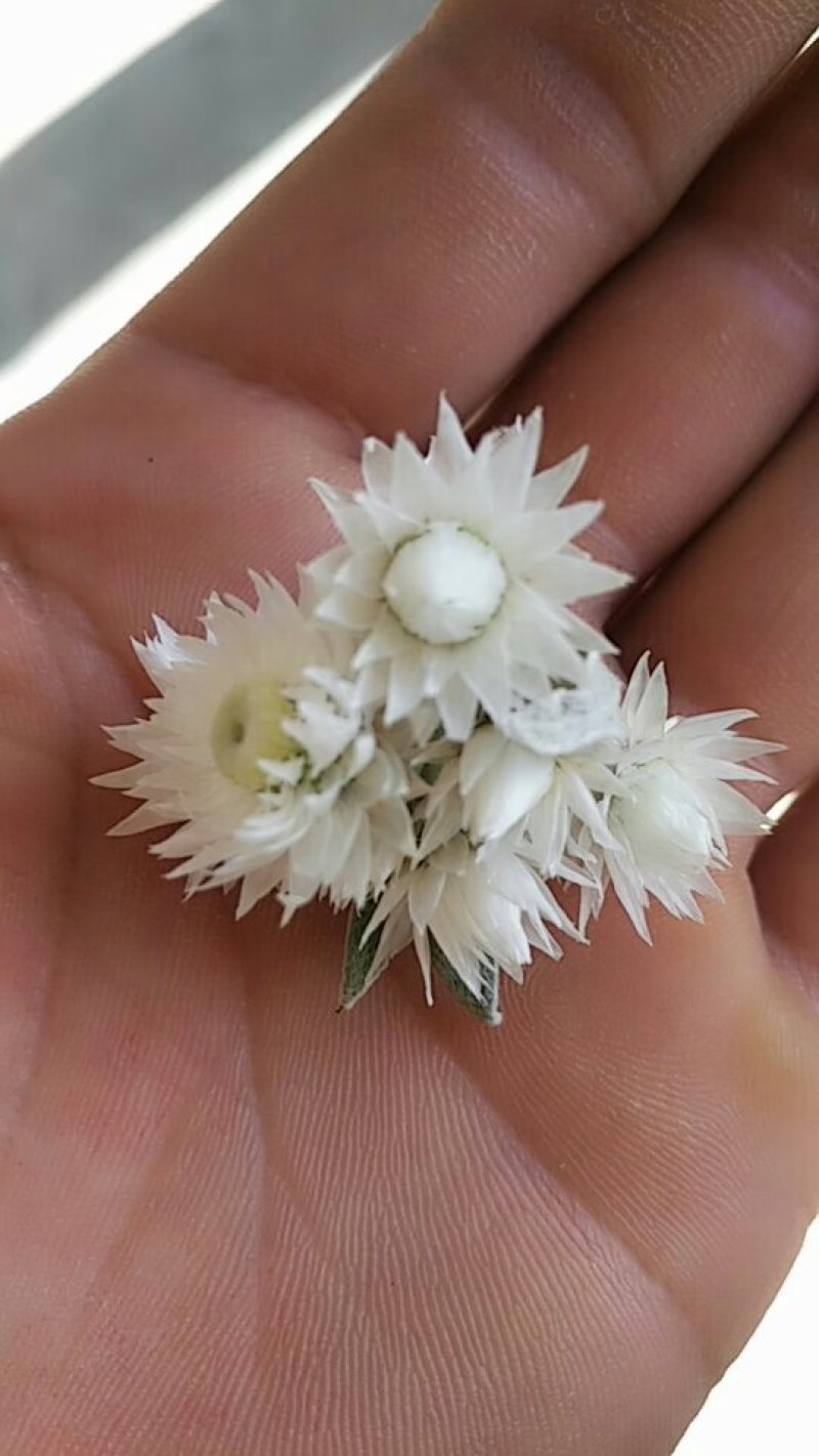 野菊花！清热解毒！夏天吃了更巴适！数量不多！
