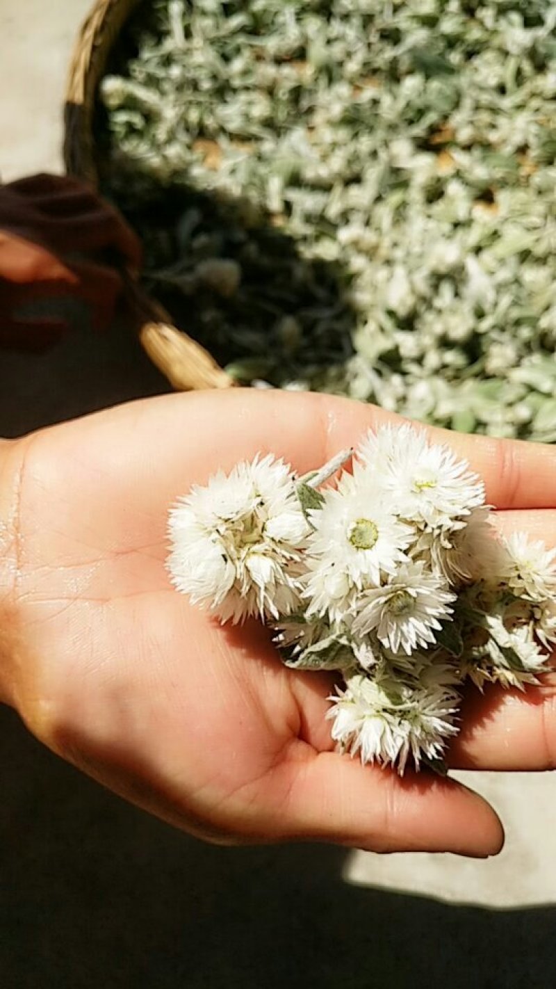 野菊花！清热解毒！夏天吃了更巴适！数量不多！